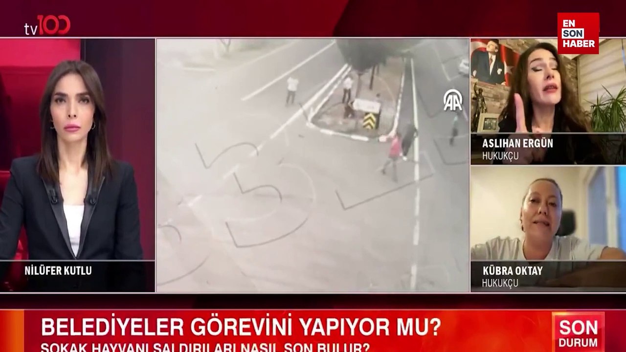 Canlı yayında hukukçular başıboş köpek sorununu tartıştı