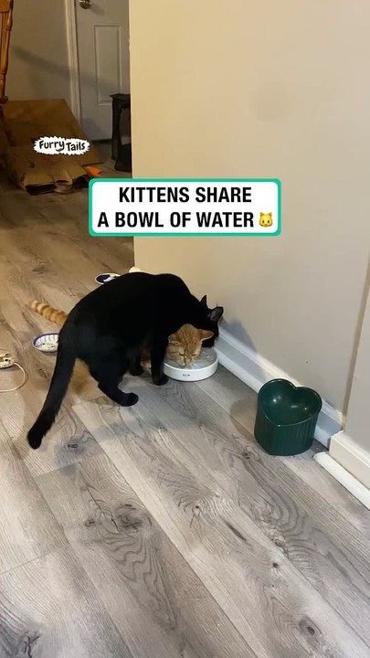 Kittens share a waterbowl