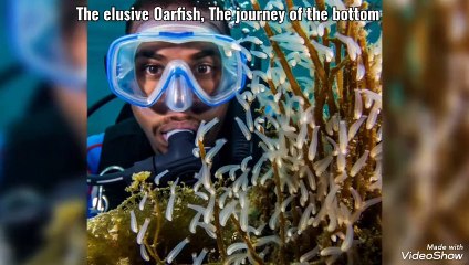 The elusive Oarfish| deep sea| mythical sea| mysteries | hidden truth