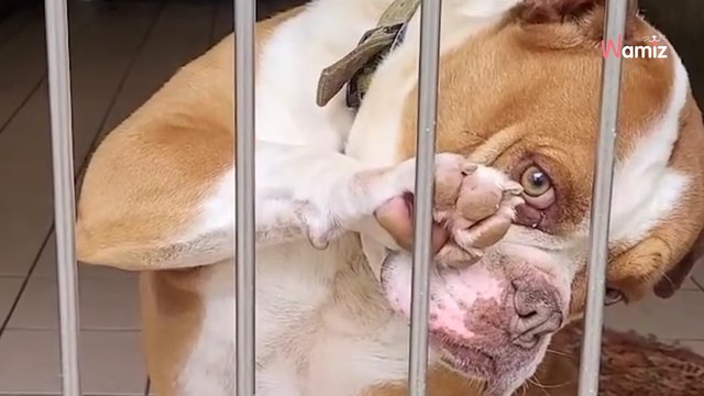 Ce chien a beau tout essayer pour charmer les visiteurs du refuge, il n'intéresse pourtant personne depuis 2 ans