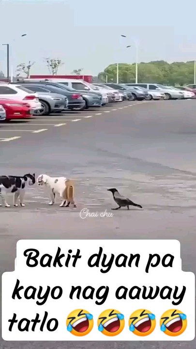cat 🐈🐈🐈