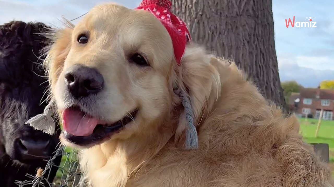 Un chien part à la rencontre des vaches : plus de 10M de personnes sont subjuguées par leur relation (vidéo)