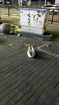 When I was traveling in Jiangxi's Jingdezhen , I saw a cat that was trying to lose weight. Come on! This is a very inspiring thing, but... when I turned the angle to take the photo, I found that it seemed to be just licking the hair on its neck 😅