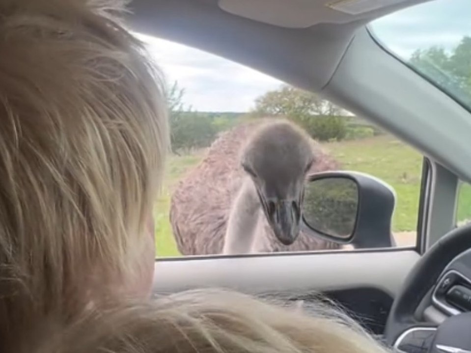 Boris Johnson im Urlaub: Strauß attackiert ihn durchs Autofenster