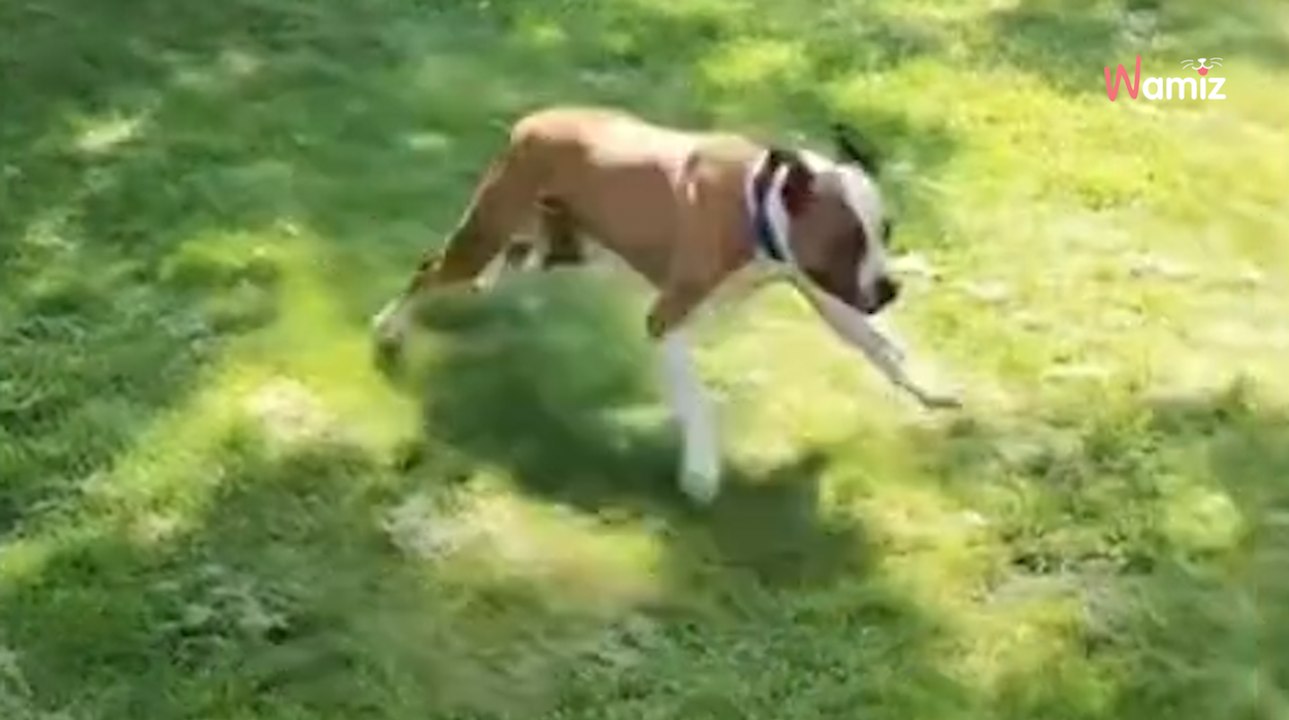 Senior dog discovers his new garden: His  happiness melts hearts everywhere (video)