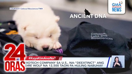 Biotech company sa U.S., na-"deextinct" ang dire wolf na 12,500 taon pa huling nabuhay | 24 Oras