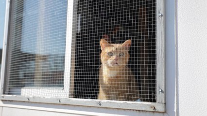 Un sanctuaire donne une seconde vie aux animaux maltraités en Normandie