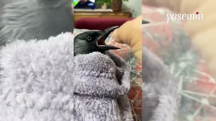 Evcilleştirdiği kargayı bebek uyutuyormuş gibi salladı! O anlar böyle paylaşıldı