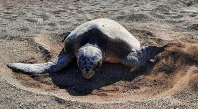 Sessizlik çağrısı: Caretta carettaların çiftleşme dönemi başladı