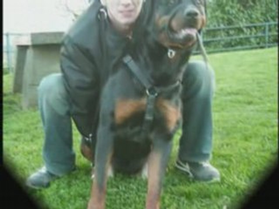 Mobilisation pour les molosse