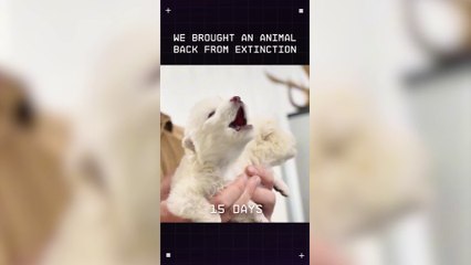 Una empresa biotecnológica logró “revivir” al lobo terrible