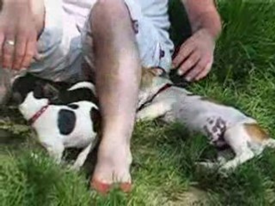 Amy, Bud, Chivas et Daïa