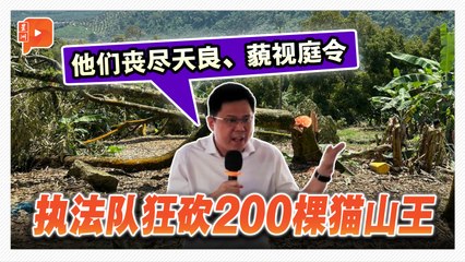 劳勿200棵猫山王被砍 邹宇晖怒轰：丧尽天良、执法队违法