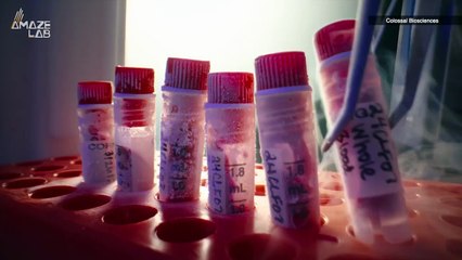 The Dire Wolf Has Been Resurrected, Brought Back With Bioengineered DNA