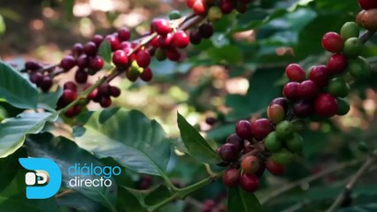 EN EL MERCADO ECUATORIANO EXISTE ESCASEZ DE LA PEPA DEL CAFÉ Y LAS VENTAS DECAYERON PARA MUCHAS EMPRESAS