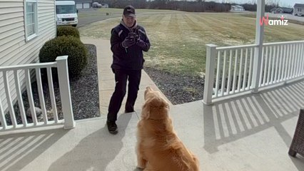 Golden Retriever greets delivery driver and steals the show