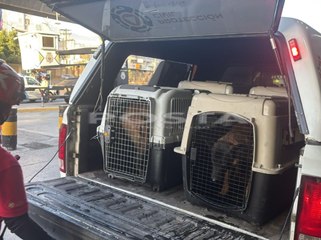 Abandonan a perritos afuera de la Central de Autobuses