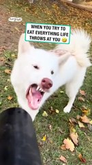 Dog tries to eat the air 💨