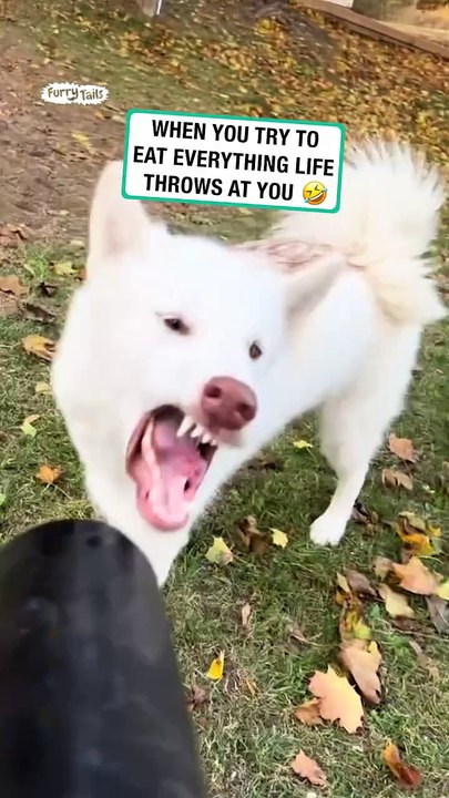 Dog tries to eat the air 💨