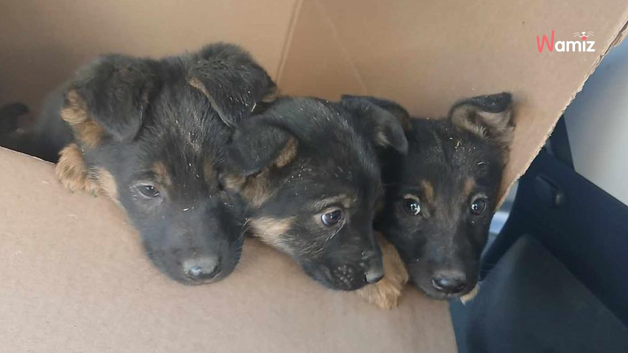 Szczeniaki owczarka niemieckiego porzucone pod ławką. Gdyby nie pewna kobieta, finał byłby tragiczny