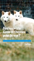 Une start-up a-t-elle vraiment recréé des loups préhistoriques ?