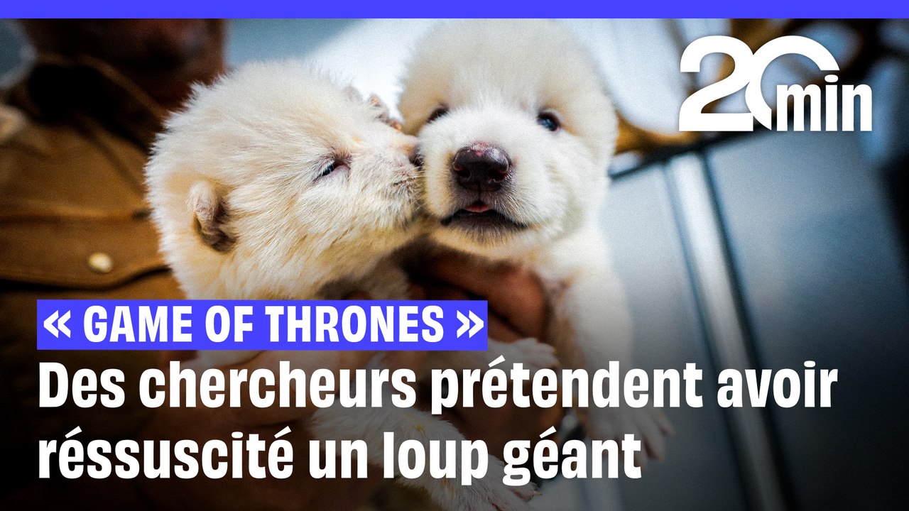 Des chercheurs prétendent avoir  ressuscité » le « loup sinistre» de « Game of Thrones »