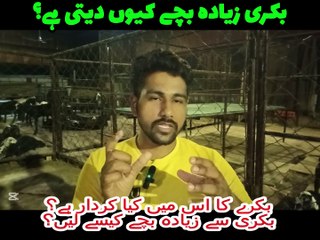 بکری سے زیادہ بچے کیسے لیں؟ بکری زیادہ بچے کیوں دیتی ہے؟ بکرے کا اس میں کیا کردار ہے؟