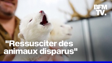 Des scientifiques affirment avoir “ressuscité” les loups géants de “Game of Thrones” disparus il y a des milliers d’années