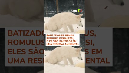 Lobo-terrível: ciência traz de volta à vida espécie extinta há 12 mil anos #shorts