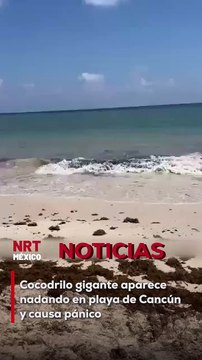 Turistas y locales quedaron impactados al ver a un cocodrilo deslizándose entre las olas. El avistamiento ocurrió cerca de una zona hotelera, lo que generó alerta entre los bañistas.