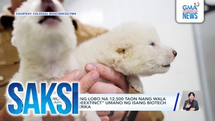 Dire wolf o puting lobo na 12,500 taon nang wala sa mundo, na-"deextinct" umano ng isang biotech company sa Amerika | Saksi