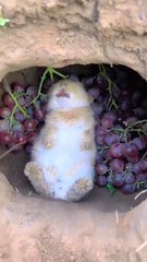 The Hamster Won Life! You Won’t Believe This Ending!