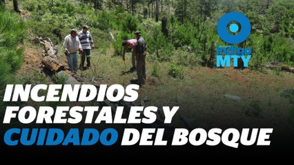 El parque nacional Cumbres se recupera de los incendios | Reporte Indigo