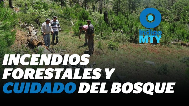El parque nacional Cumbres se recupera de los incendios | Reporte Indigo