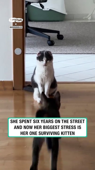 Stray cat has to put up with her kitten