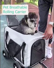 🌟 Welcome to the Ultimate #DogsOfInstagram Compilation! 🐾 Dive into a flu