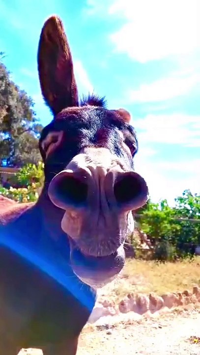 Montys wonderful life  _La maravillosa vida de Monty 🌸 _Monty_s wundervolles Leben 🦋_ชีวิตที่แสนวิเศษของม(M