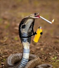 Cobra experimentando um dos hábitos dos seres humanos!😳😳