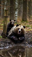The little brown bear rushed to find the old man to rescue its injured mother.