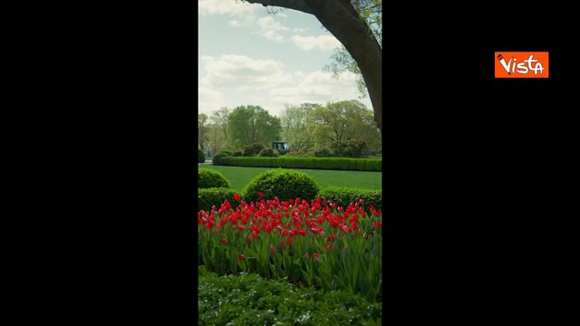 Trump pianta una Magnolia nel giardino della Casa Bianca scavando con una pala