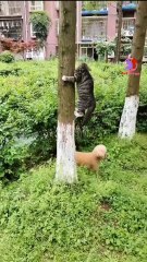 Funny Cat Videos 2025 #cutecats  #cutecats  #funny #video #funnypet #petshort #10min #10minutes