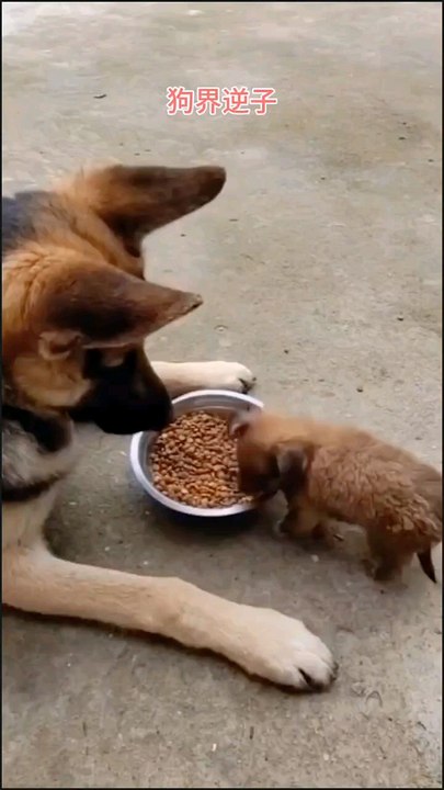 dogs 🐕🐕🐕🐕🐕🐕