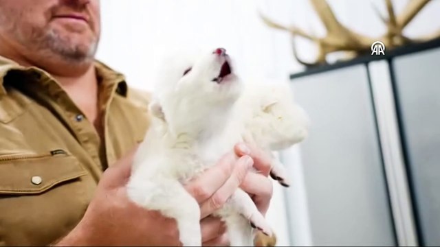 Bilim tarihinde ilk: Nesli tükenen 'Ulukurt' hayata döndürüldü!