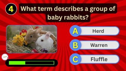 Can You Guess These Baby Rabbit Facts? 🐰 | Fun Animal Quiz for All Ages!