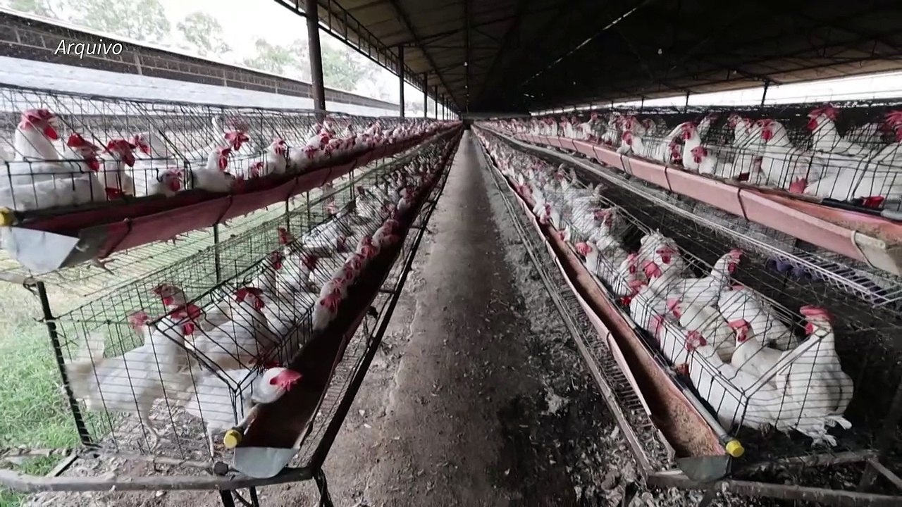 Criança é primeira vítima fatal de gripe aviária H5N1 reportada no México