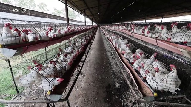 Criança é primeira vítima fatal de gripe aviária H5N1 reportada no México
