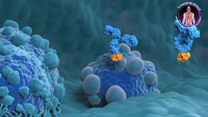 Tu salud en detalle: Mieloma Múltiple