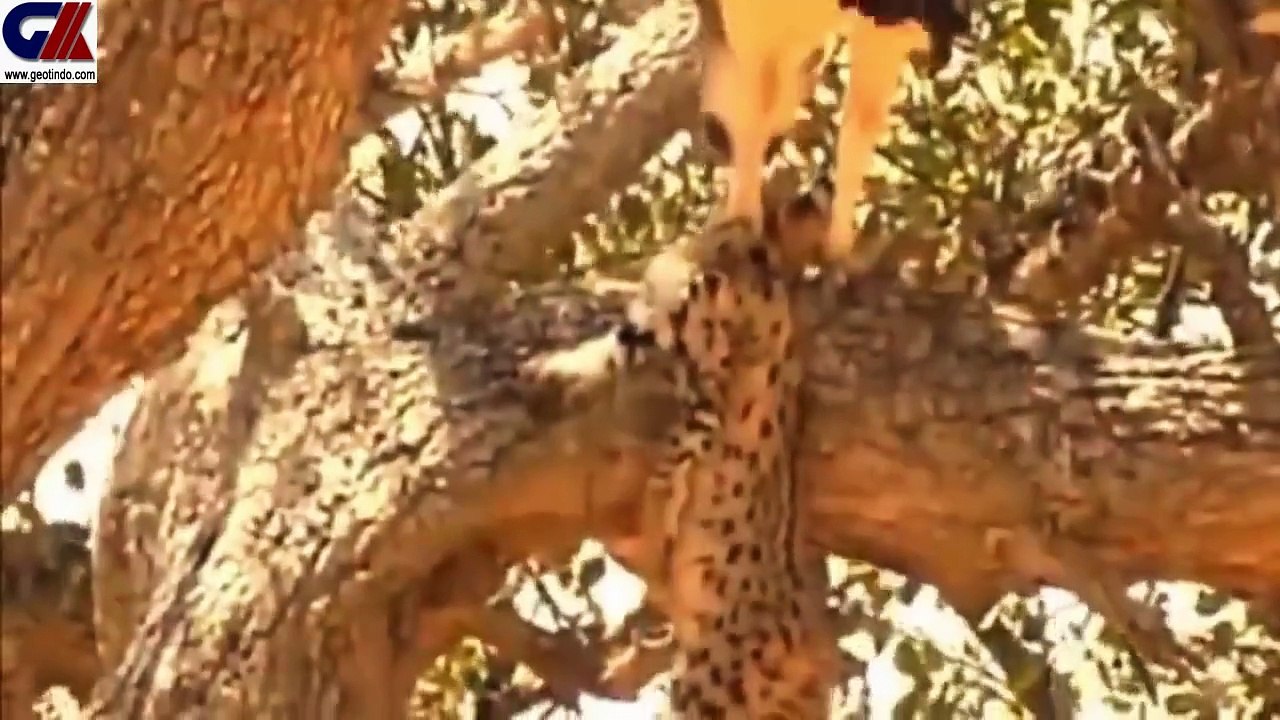 EAGLE VS LEOPARD