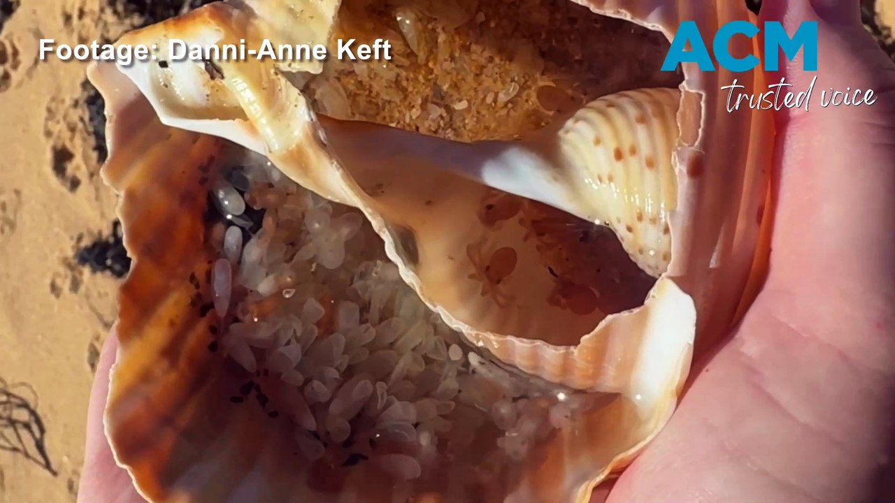 100 orphaned baby octopuses saved by curious beachcombing family