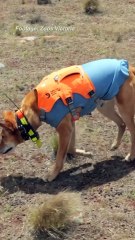 ‘Detective dogs’ sniff out rare species of dragon in Victoria